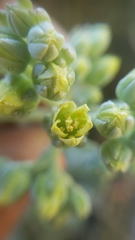 Sedum albomarginatum