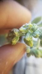 Sedum albomarginatum