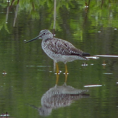 Greater Yellowlegs photo 5