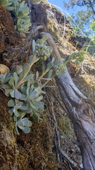 Sedum albomarginatum
