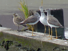 Greater Yellowlegs photo 6