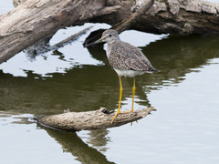 Greater Yellowlegs photo 4