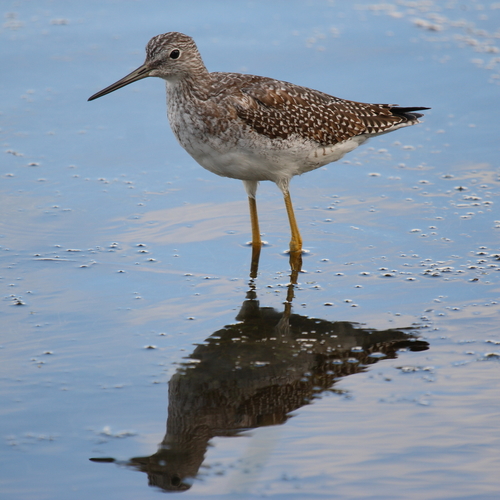 Greater Yellowlegs, photo 7 of 9