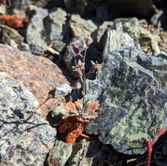 Streptanthus batrachopus