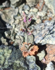 Streptanthus batrachopus