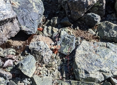 Streptanthus batrachopus