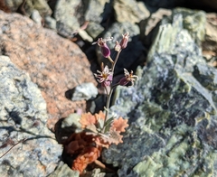 Streptanthus batrachopus