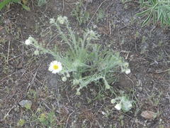 Erigeron pumilus