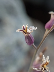 Streptanthus batrachopus