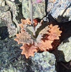 Streptanthus batrachopus