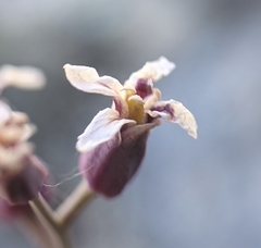 Streptanthus batrachopus