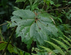 Begonia parviflora