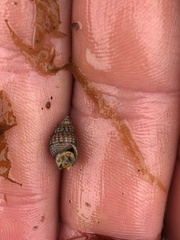 Nassarius mendicus