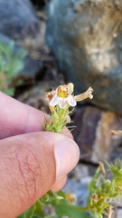 Penstemon deustus suffrutescens