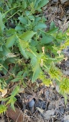 Penstemon deustus suffrutescens