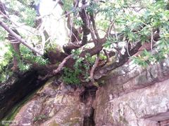 Platylophus trifoliatus