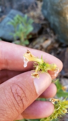Penstemon deustus suffrutescens