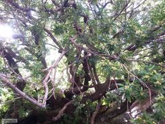 Platylophus trifoliatus