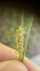Carex hassei