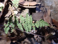 Myriopteris wootonii