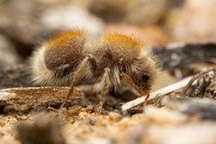 Dilophotopsis stenognatha