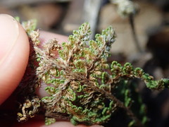 Myriopteris wootonii