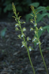Oreorchis patens
