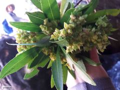 Platylophus trifoliatus