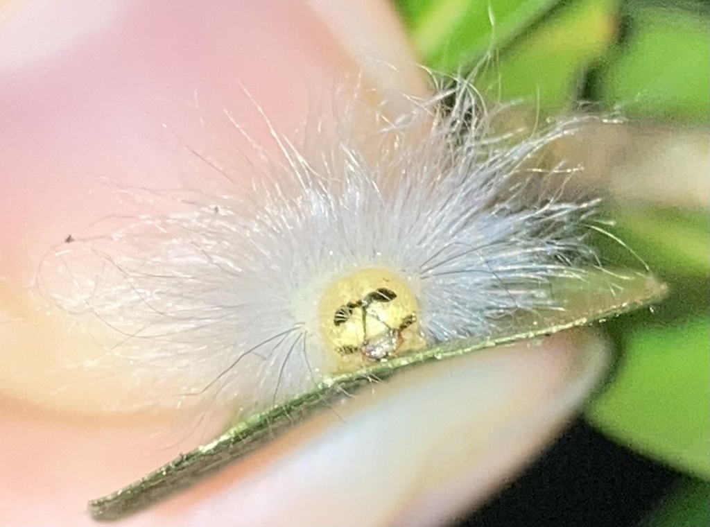 Laugher Moth