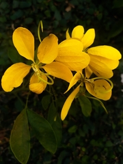 Senna macranthera
