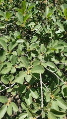Frangula purshiana ultramafica