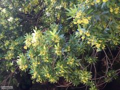 Platylophus trifoliatus