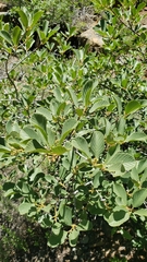 Frangula purshiana ultramafica