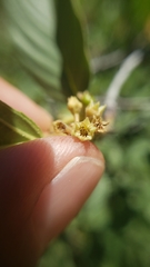 Frangula purshiana ultramafica