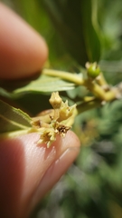 Frangula purshiana ultramafica