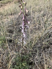 Delphinium wootonii