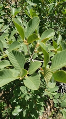 Frangula purshiana ultramafica