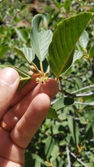 Frangula purshiana ultramafica