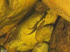 Pseudobarbus burchelli