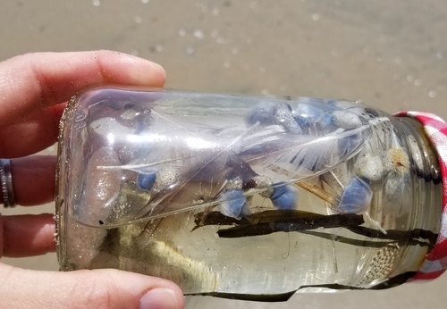 photo of Buoy Barnacle (Dosima fascicularis)