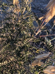 Astragalus trichopodus trichopodus