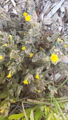 Erythranthe willisii