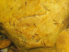 Pseudobarbus burchelli