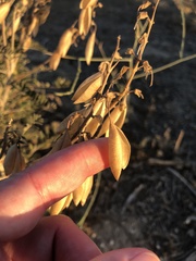 Astragalus trichopodus trichopodus