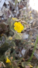 Erythranthe willisii