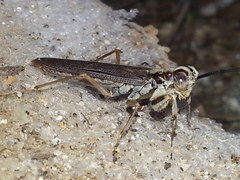 Mantoida maya