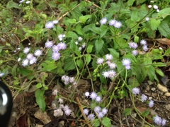 Ageratum gaumeri