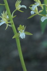 Oreorchis patens