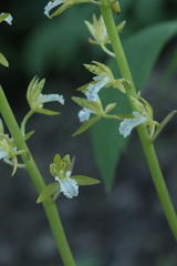 Oreorchis patens