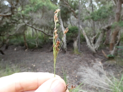 Rhynchospora brownii